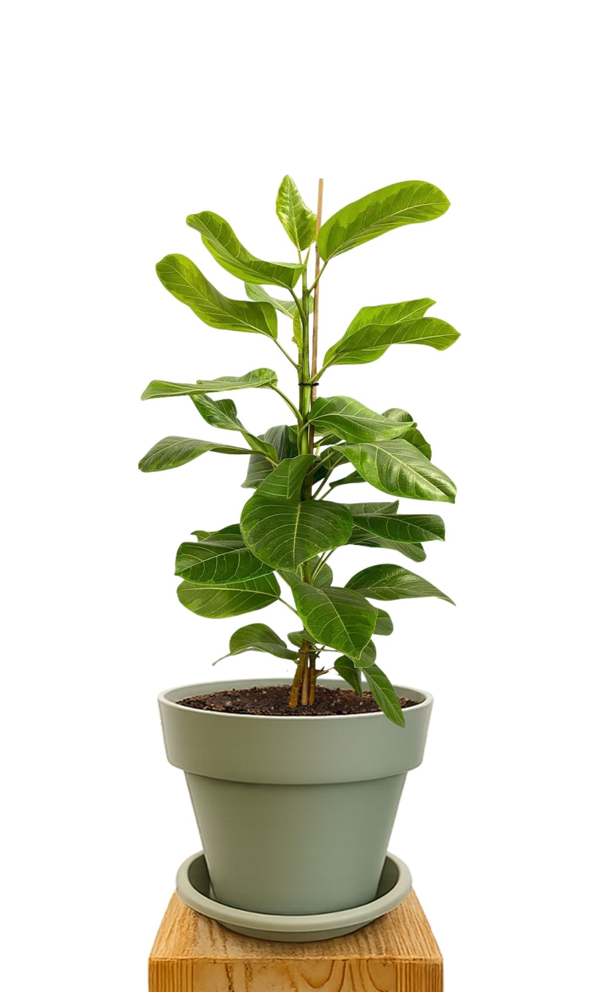Plant kit 30 Green